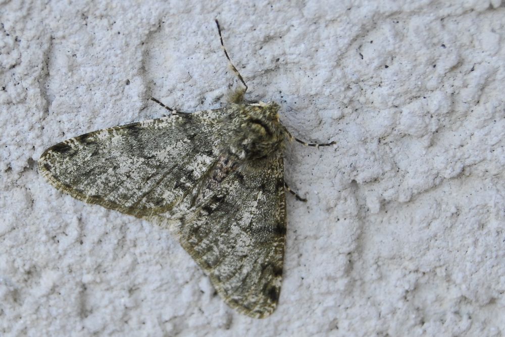 Geometride in cerca di nome